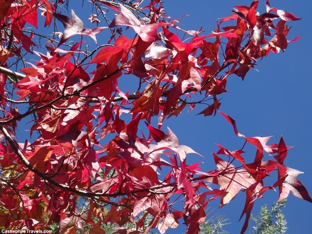 Red pops of colour as the leaves change