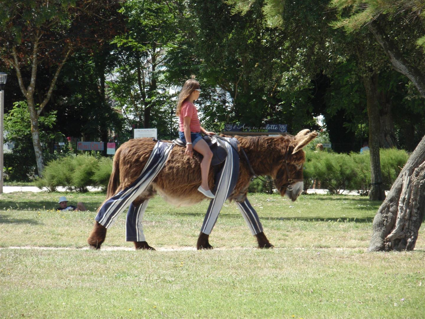 Donkeys wearing trousers