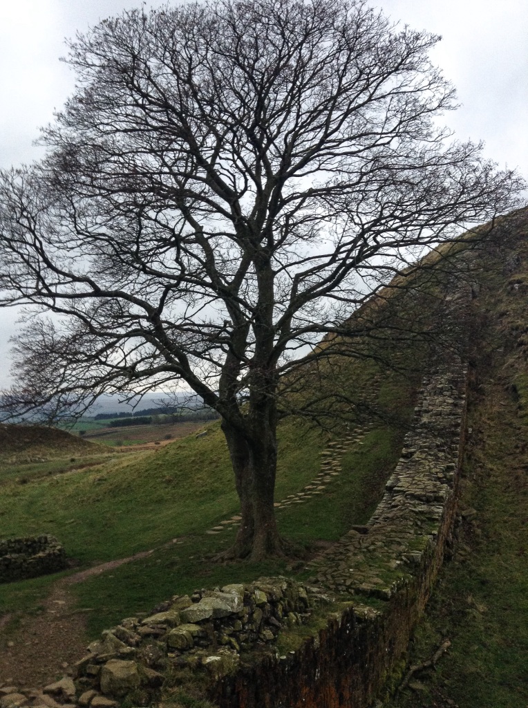 Sycamore Gap along Hadrian's Wall, used as one of the filming locations in Robin Hood: Prince of Thieves