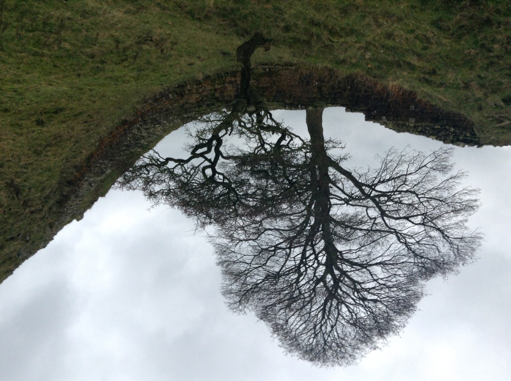 Hadrian's Wall runs through Sycamore Gap