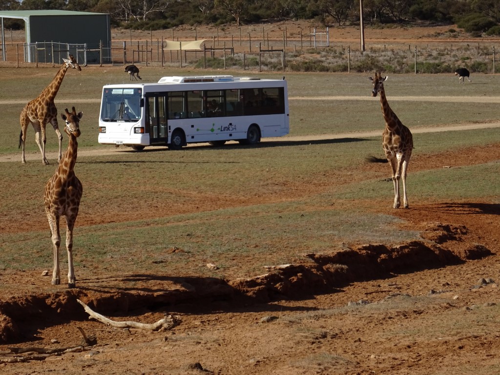 Giraffes and the Zu-loop bus at Monarto