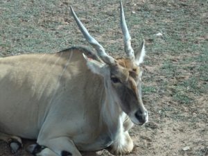 Eland at Monarto Zoo