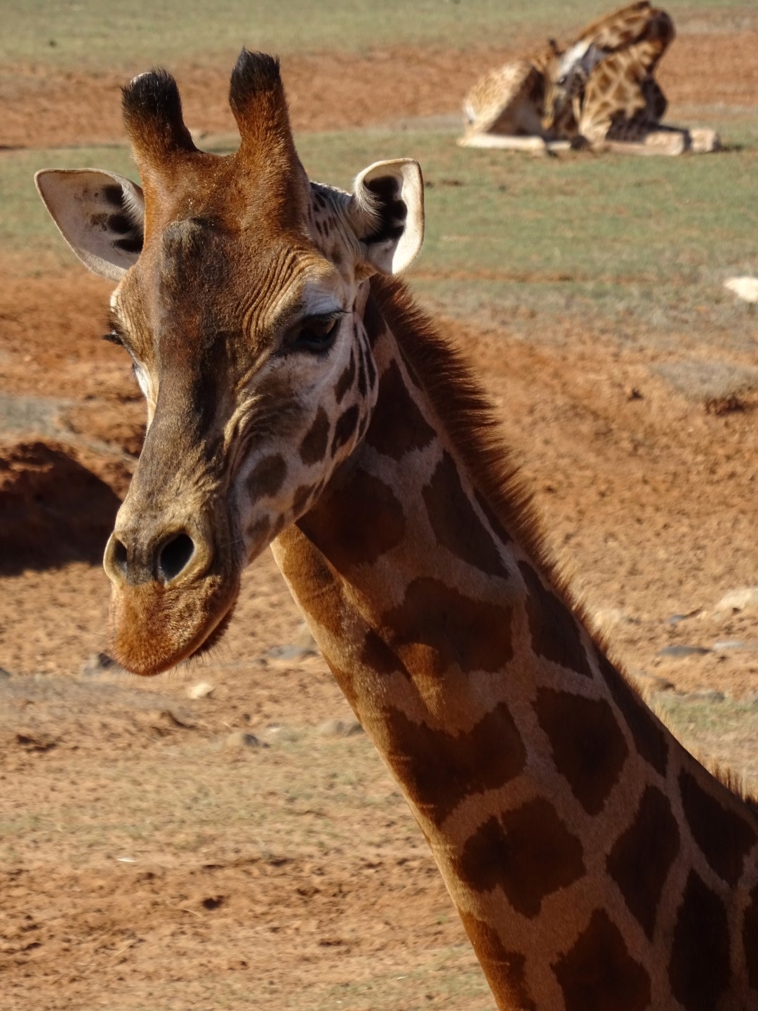 Giraffe at Monarto Zoo