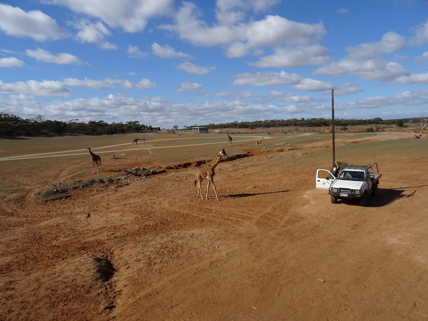 Feeding time at the Water Hole