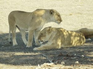 Lionesses at Monarto Zoo