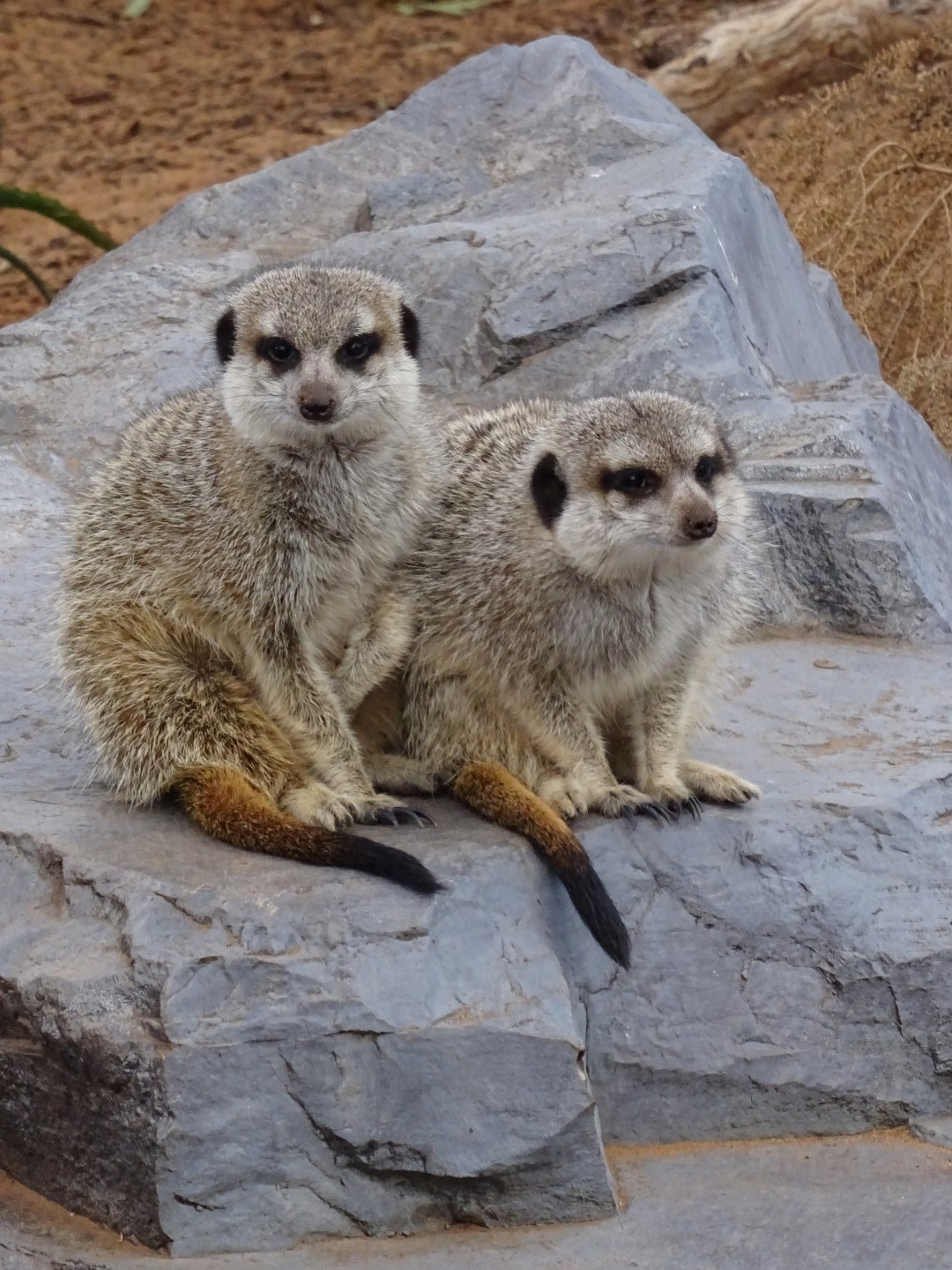 Meerkats at Monarto Zoo