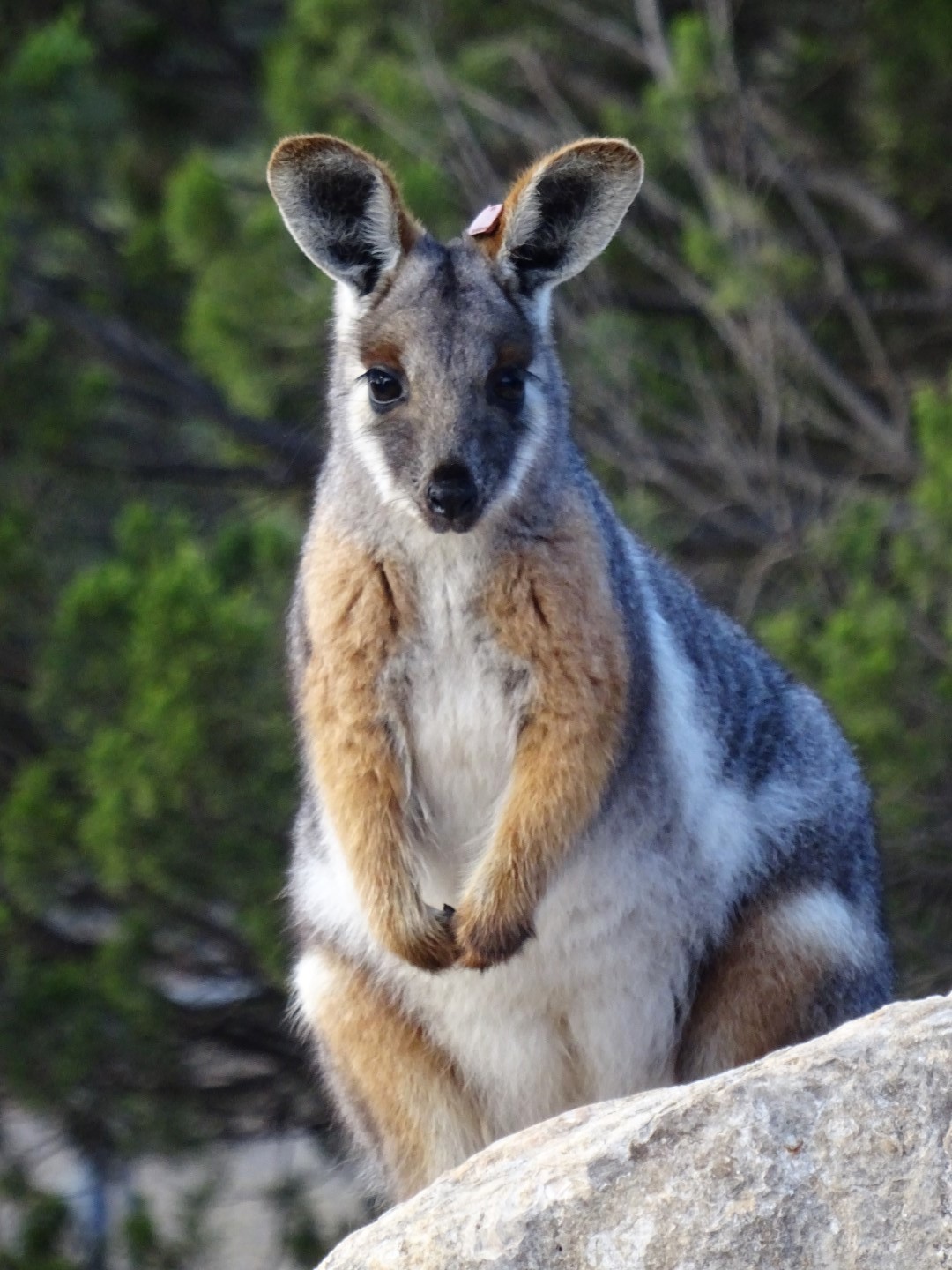 Yellow footed rock wallaby at Monarto Zoo