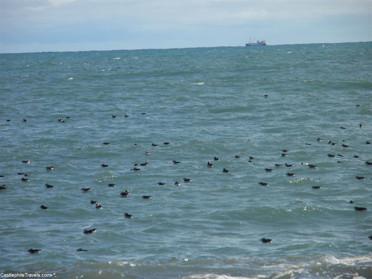 Puffins floating in the ocean