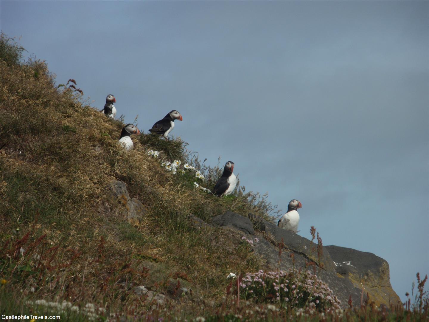 Puffins