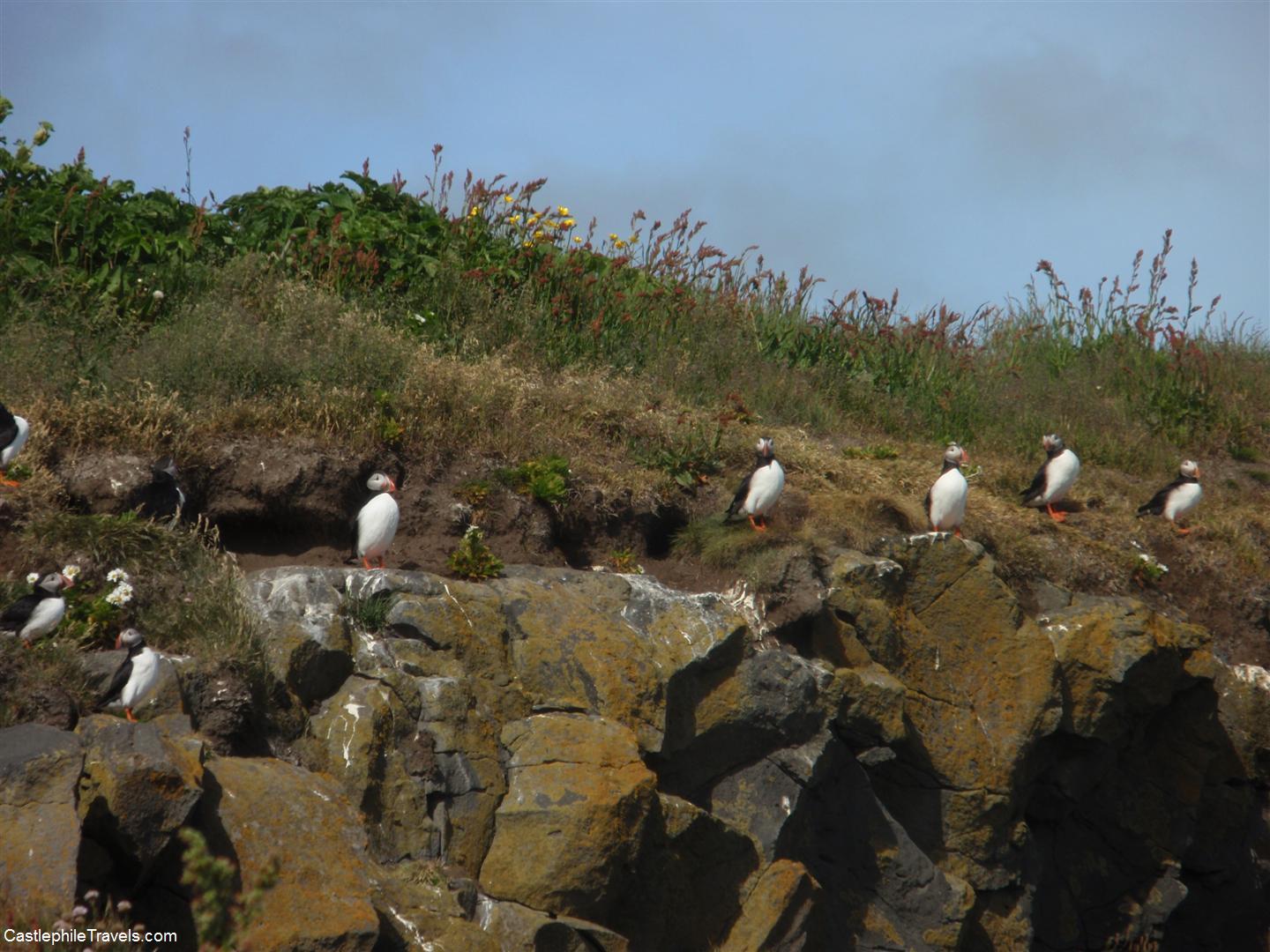 Puffins