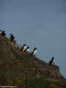 Puffins