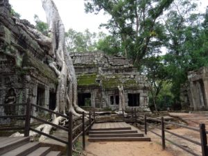 One of the most recognisable trees in Ta Prohm
