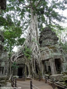 The masses of roots from this tree adds to the atmosphere of Ta Prohm