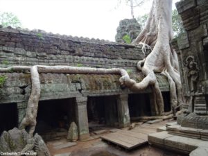 Tree root running along a wall of Ta Prohm